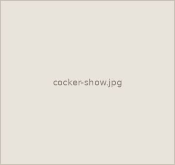 Cocker in show trim